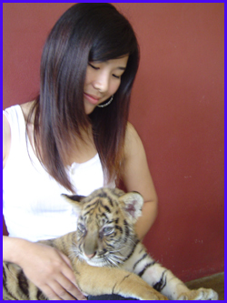Touching the Tiger at Tiger Kingdom