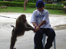 Touching and Playing with the Monkey encloser 