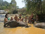 Elephant Jungle Sanctuary (No Riding) Half Day