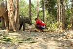 Elephant Jungle Sanctuary (No Riding) Half Day