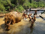 Elephant Jungle Sanctuary (No Riding) Full Day