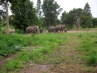 Walk in the jungle with our elephants along a stream surrounded by nature and local farms.