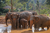 Play with our elephant family as you learn about their behavior and past.
