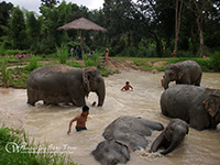 Enjoy bathing with elephants