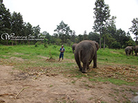Walk in the jungle with our elephants along a stream surrounded by nature and local farms.