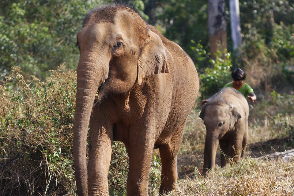 Trek through the jungle to find small groups of gentle elephants as they roam free in their beautiful surroundings.