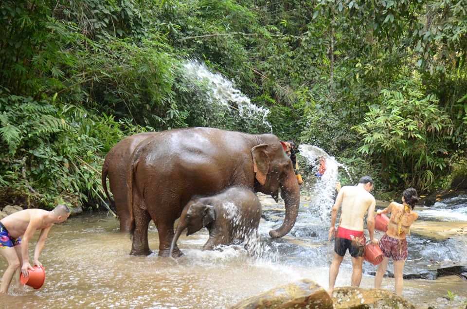Bathe and brush the elephants in the river and waterfall