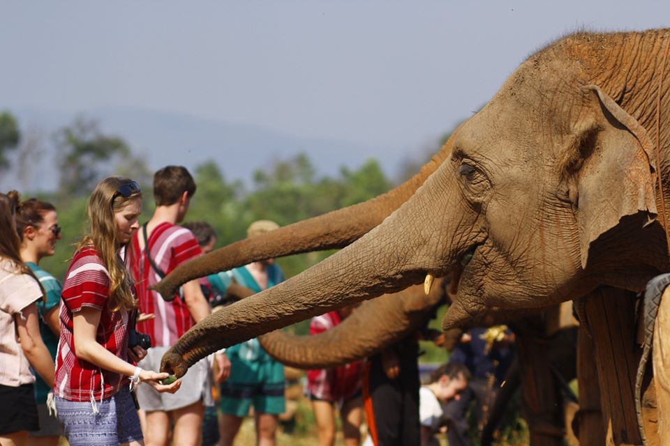 Meet and Feed the elephants in the nature environment