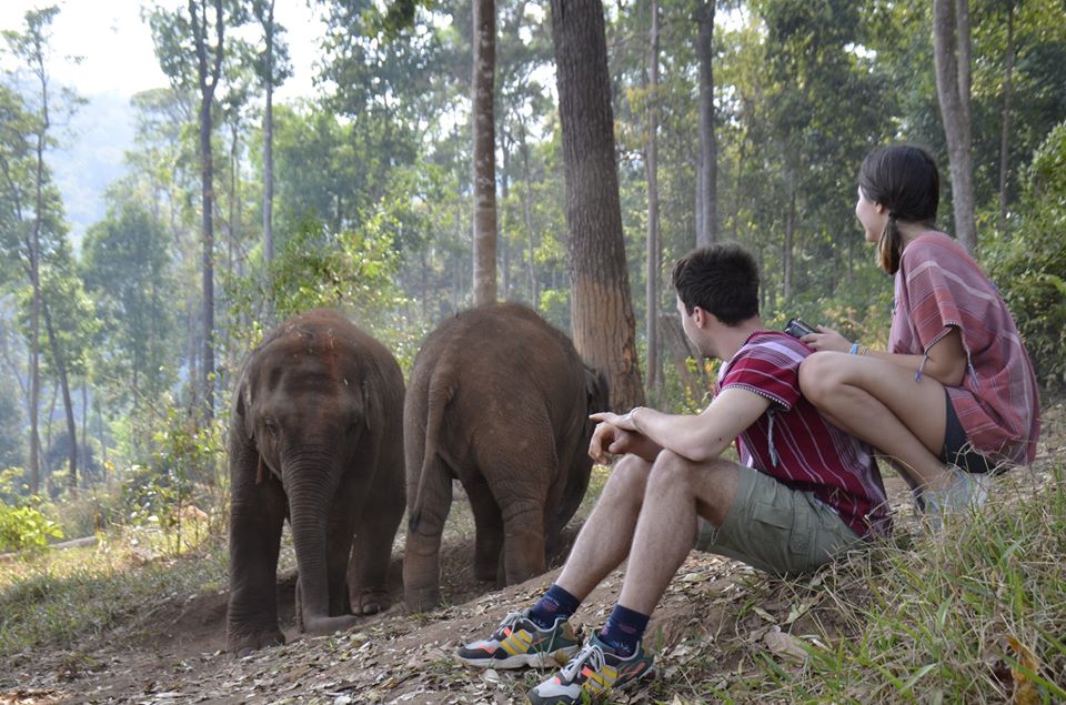 Trek through the jungle to find small groups of gentle elephants as they roam free in their beautiful surroundings.