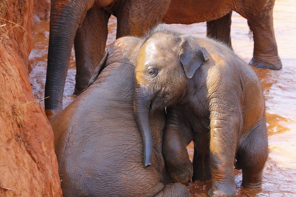 Take a mud spa with the elephants