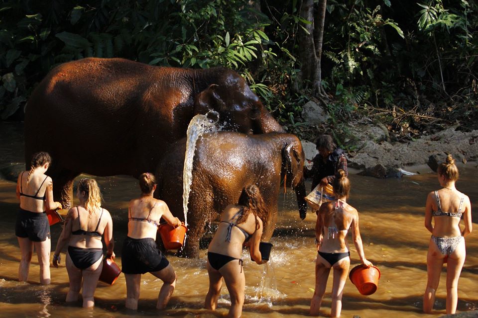 Bathe and brush the elephants in the river and waterfall