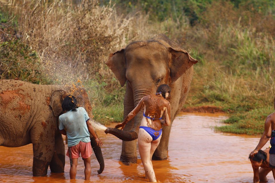 Take a mud spa with the elephants
