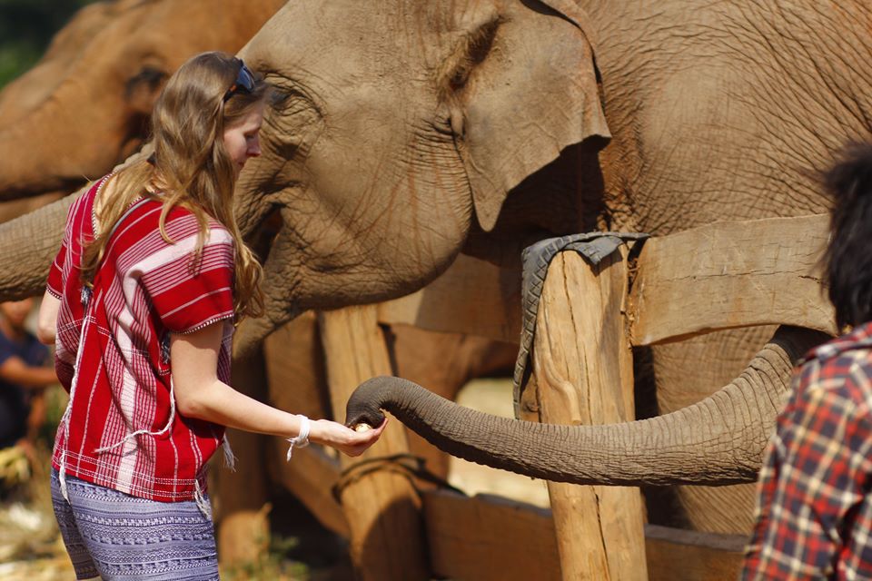Meet and Feed the elephants in the nature environment
