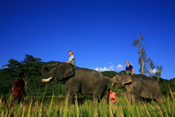Patara Elephant Farm, Chiang Mai.. Join us for a unique