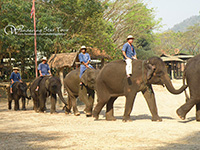 Visit Elephant show
