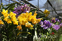 Visit orchid farm