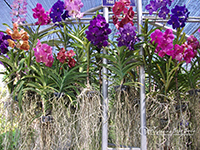 Visit orchid farm