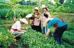 Learn to cook Thai food at organic farm pick fresh ingredients and cook healthy food everyday 