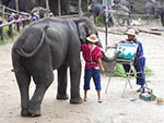 Elephant Painting at  Mae Sa Elephant Camp 