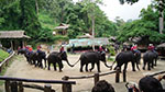 Elephant Show at Mae Sa Elephant camp