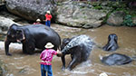 Elephant Bathing at Mae Sa elephant Camp