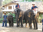 See elephant show