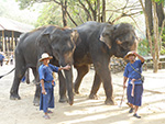 Elephant Safari Tour 
