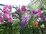 Orchid and butterfly farm
