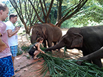 Feeding Elephant