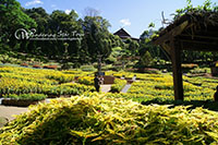 Doi Tung,The botanical gardens known collectively as The Mae Fah Luang Garden,