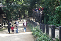 Mae Sa Elephant camp and see Elephant bathing and elephant Show