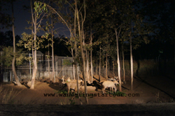 Chiang Mai Night Safari is a vocational study center building the concept of environmental forestry and wild life conservation