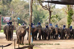 Elephant Show at Thai Elephant Conservation in Lampang