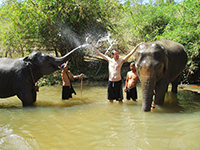 Elephant Bathing 