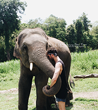Elephant Interaction, feeding by hand and being with them closely