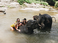 Elephant Interaction, Mud Bathing and Bathe and swim with the elephant
