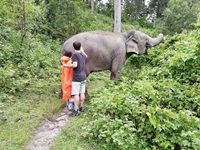 Interact with elephant life and healthy care.