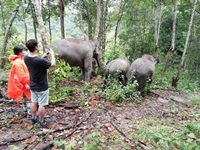 Interact with elephant life and healthy care. 