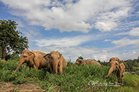 Mae Rim Elephant Sanctuary Half Day Morning