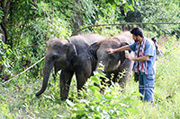 Mae Rim Elephant Sanctuary Full Day