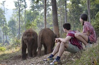 Elephant Jungle Paradise Park Half Day Mornning