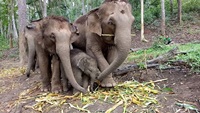 Elephant Jungle Paradise Park Full Day