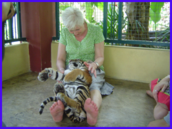 play with tigers in enclosures