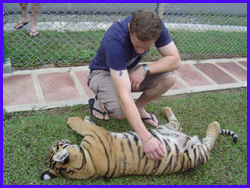 Touching the Tiger at Tiger Kingdom 