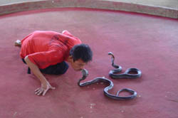 It is home to various kinds of snakes of Thailand and conducts snake breeding.