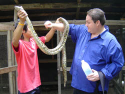 This farm gathers poisonous snakes and non-poisonous snakes 