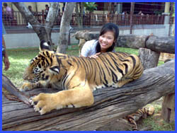 Visit and play with the Tigers in encloser 