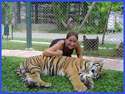 Visit the Tigers in encloser 