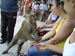 Touching and Playing with the Monkey encloser