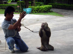 Monkey Centre in Chiang Mai, Mae rim area 